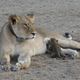 Photo Courtesy of Joop Van Der Linde / Ndutu Safari Lodge / KopeLion